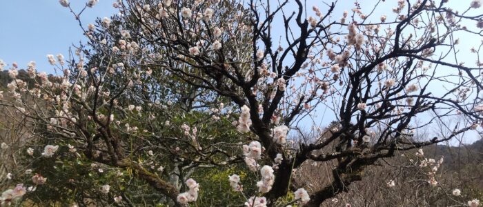 白梅の花が咲く三室戸寺の境内の木