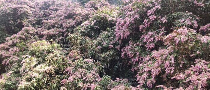 三室戸寺の庭園に咲くアセビの花々