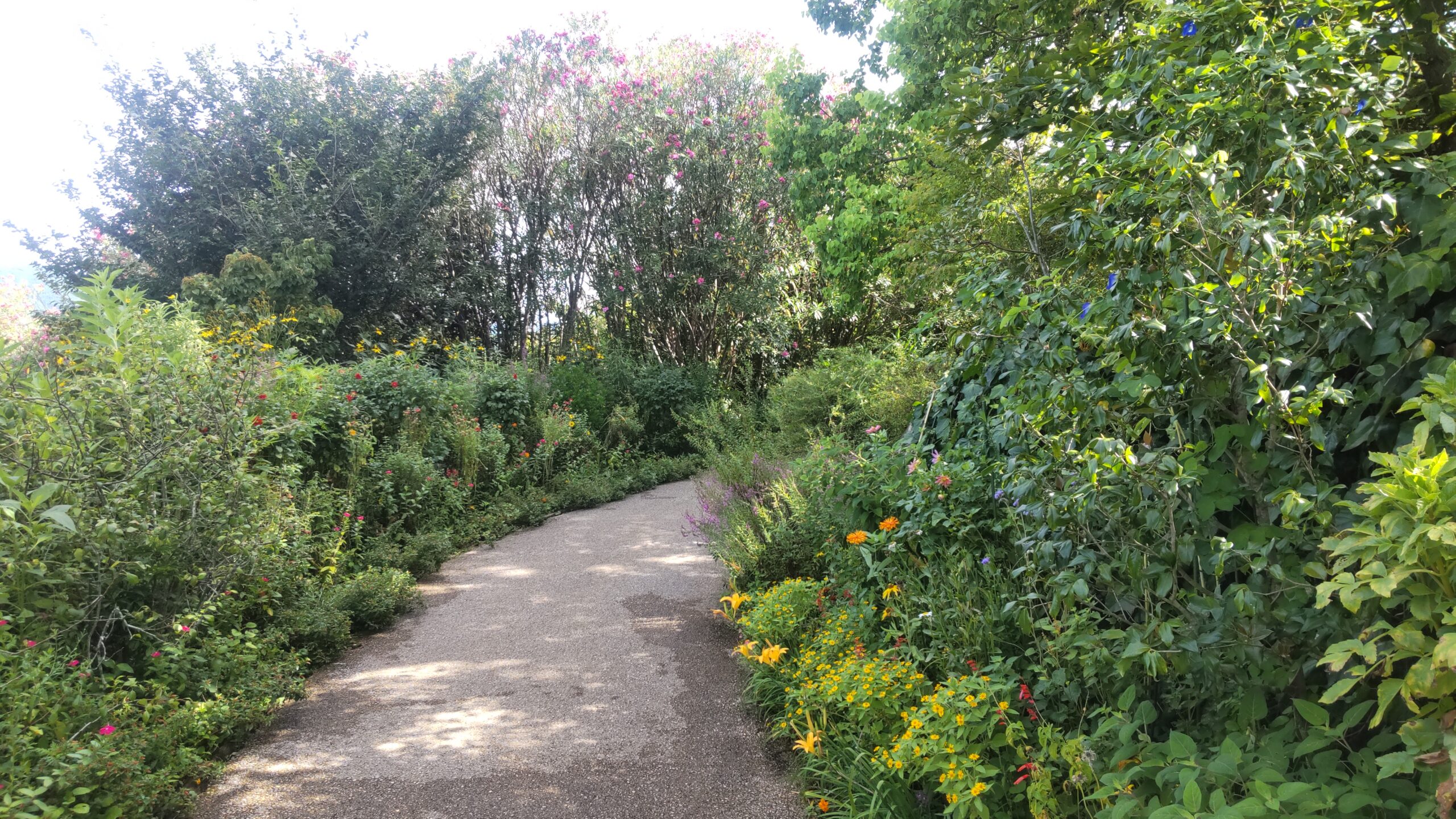 園内の通路に咲く色とりどりの花