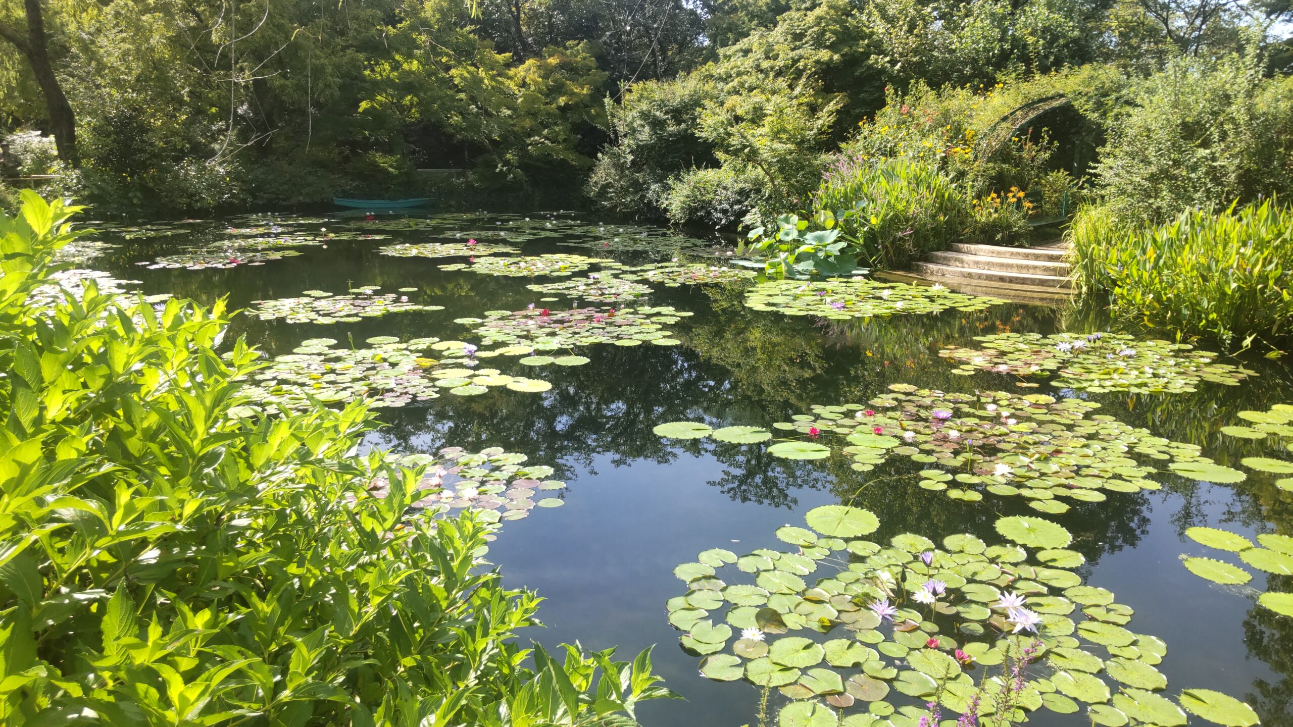 水の庭で咲く白い睡蓮の花